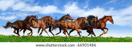 herd gallops in green field Royalty-Free Stock Photo #66901486
