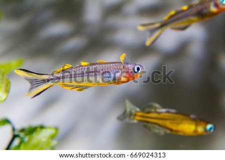 Forktail Blue-eye rainbow fish (Pseudomugil furcatus)