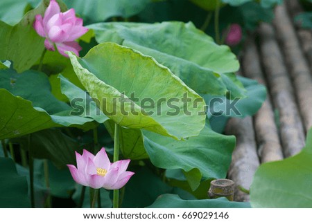 Beautiful lotus flower background, lotus flower is the symbol of the Buddha, natural background