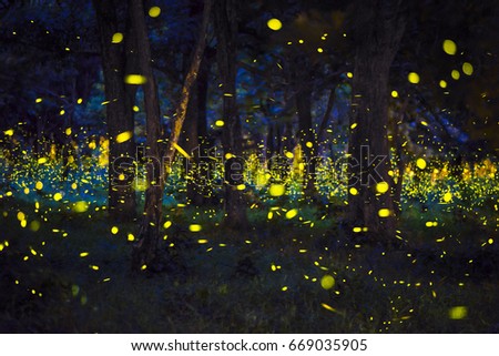 The magic of fireflies flying in the forest at nighttime A summer like a fairy tale and the bokeh light from fireflies in Prachin Buri, Thailand, Long exposure photo. Royalty-Free Stock Photo #669035905