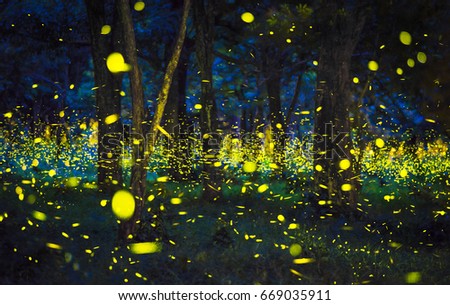 The magic of fireflies flying in the forest at nighttime A summer like a fairy tale and the bokeh light from fireflies in Prachin Buri, Thailand, Long exposure photo. Royalty-Free Stock Photo #669035911