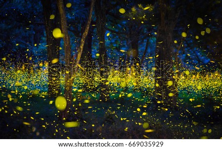 The magic of fireflies flying in the forest at nighttime A summer like a fairy tale and the bokeh light from fireflies in Prachin Buri, Thailand, Long exposure photo. Royalty-Free Stock Photo #669035929