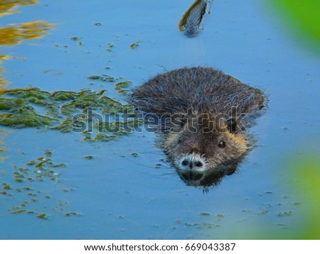 Coypu youngster ventures out on a Pacific Northwest marsh in search of his evening meal.