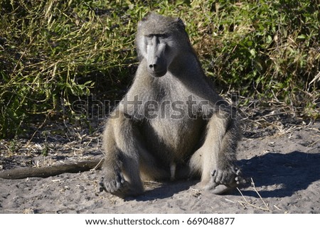 Male Baboon is sitting on the road, Chobe National Park, Kasane, Botswana, Africa