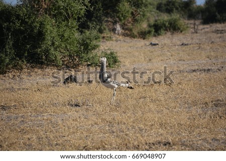 Kori Bustard is the heaviest bird which can fly. Chobe National Park, Kasane, Botswana, Africa