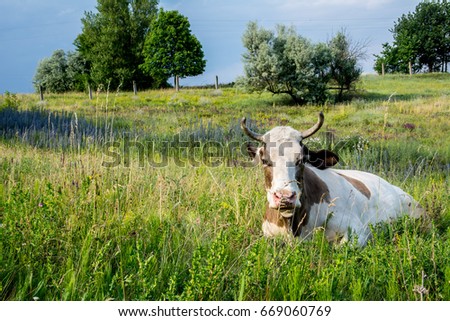 Cow on a meadow in the grass close-up portrait. Summer picture of a grazing cow