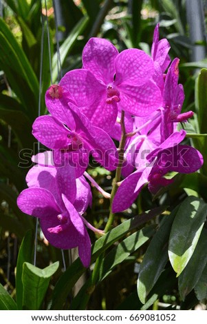 Orchid on the farm