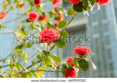 beautiful red flowers before the modern building
