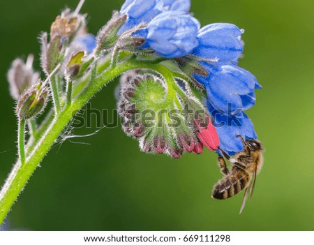 Bee collecting nectar from flower