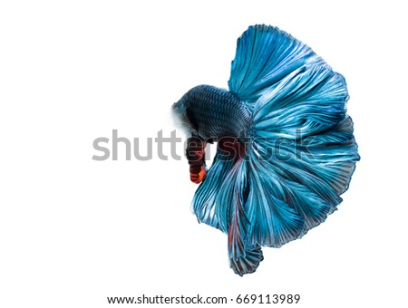 beautiful fish tail of siamese fighting fish, betta splendens isolated on white background
