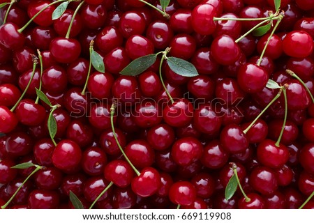 Close up of pile of ripe cherries with stalks and leaves. Large collection of fresh red cherries. Ripe cherries background.  Royalty-Free Stock Photo #669119908
