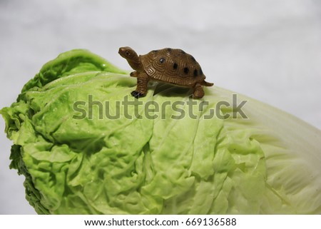 Small plastic turtle on the Chinese cabbage and white background. napa cabbage is the plant grows to an oblong shaped head consisting of tightly arranged crinkly.