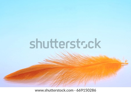 Selective focus of orange feather on a soft blue and Copy space texture background. isolated. Concept of liberty and relaxation.