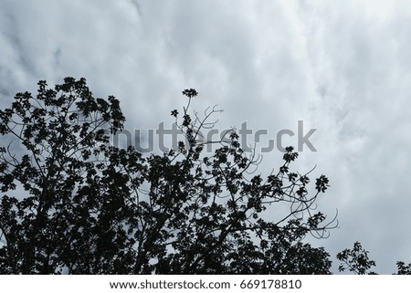 cloudy and tree