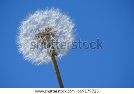 Picture of a dandelion