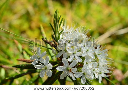 Inflorescence of wild rosemary in morning dew drops in the light of sunlight