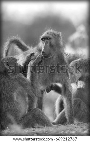 Baboons getting preened, looking for fleas