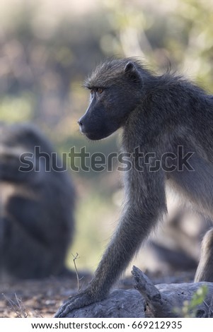 Baboons getting preened