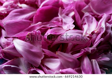 Delicate petals of pink peony