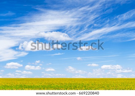 Green field with yellow sunflowers under a blue sky with clouds