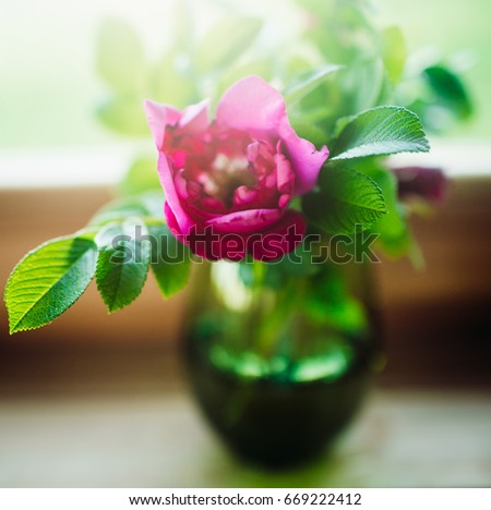 Vase with pink peony stands on the windowsill