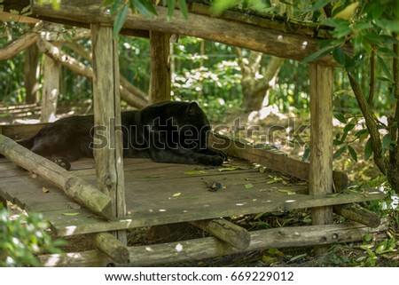 Black jaguar sleeping taking a nap on a wooden deck shade - Panthera onca