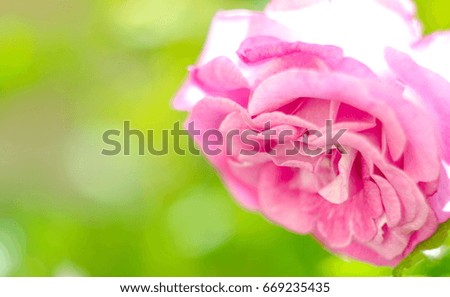 Pink Rose Flower isolated on white background with shallow depth of field and focus the centre of rose flower