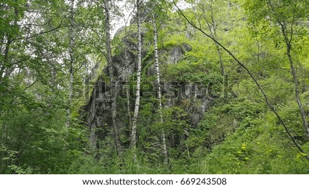 Forest in Siberia in the Irkutsk region of Russia. Photo taken in the month of June