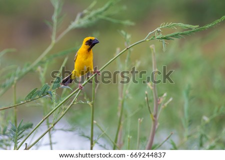 Asian golden weaver holding on branch over his nest in the pool