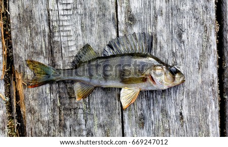 Living Siberian lake perch lying on the old boards