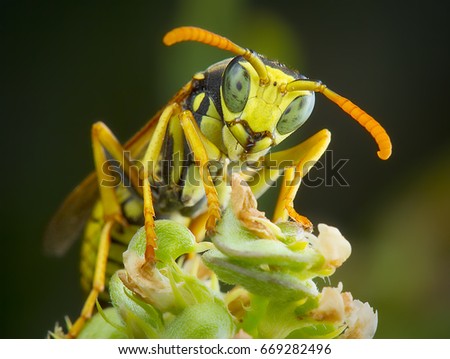 Wasp posing