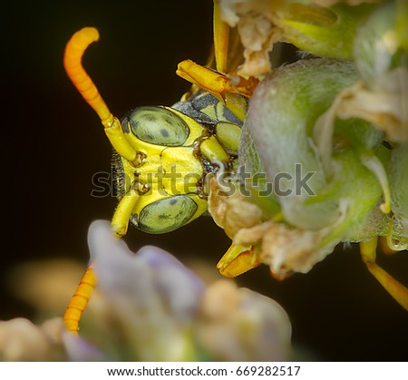 Wasp vertical portrait