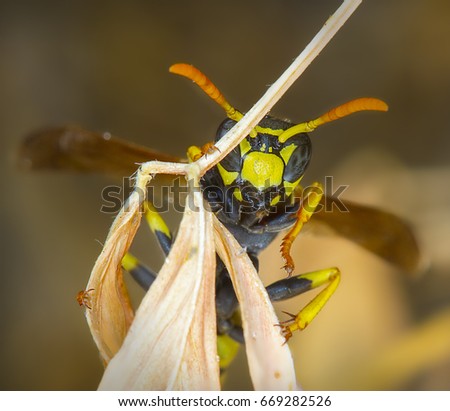 Wasp hiding from you