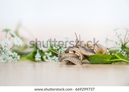 Snails (Helix pomatia) games in the floor with greens