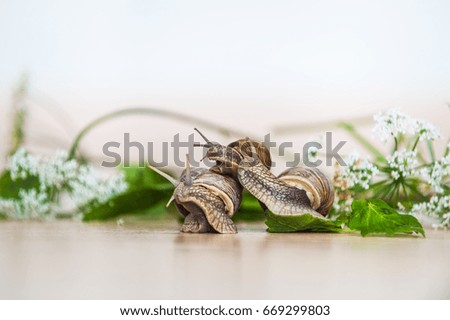 Snails (Helix pomatia) games in the floor with greens