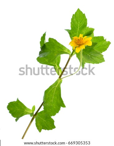 Close up photo image of yellow daisy flower with green leaves isolated on bright white background, wildflower plant in weed type