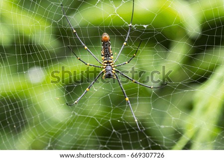 Nephila - large tropical spider on green background