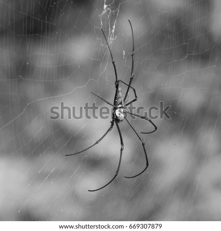 Big tropical spider Nephila - black and white