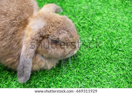 Mini lop brown rabbit head on green grass