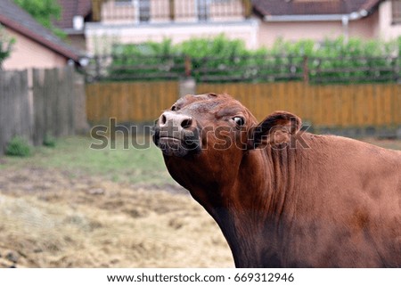 Domestic cow