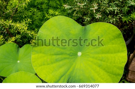 green leaf lotus