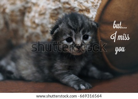 Pick up quote with kitten looking adorable but lonesome image - but...I miss you