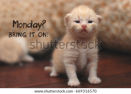 Motivational quote with kitten in smiling expression image - Monday? BRING IT ON!