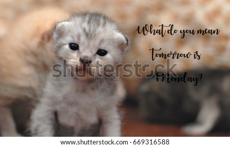 Funny quote with kitten looking confused image - What do you mean tomorrow is Monday?