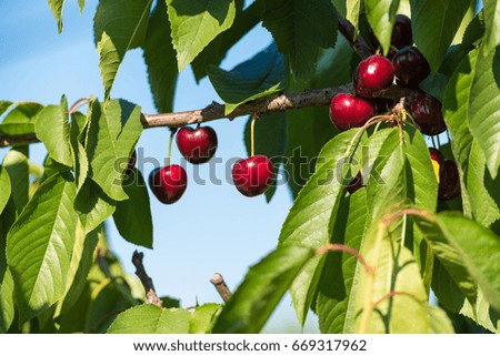 Cherry branch against the sky. Isolated on blue background
