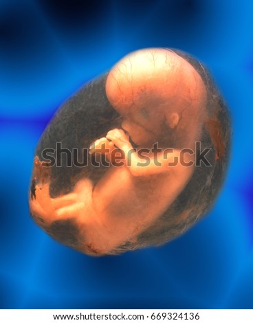 Unborn Human Fetus (approx. 12 weeks). Royalty-Free Stock Photo #669324136