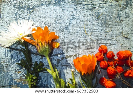 Flowers and berries on a wooden background.Top view. Place for text.Dark vintage background with Spring flowers.
