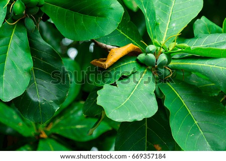 Branches and foliage of Tropical Almond .Terminalia Catappa.