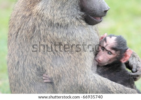 Young Olive Baboon Feeding/Young Olive Baboon Feeding/