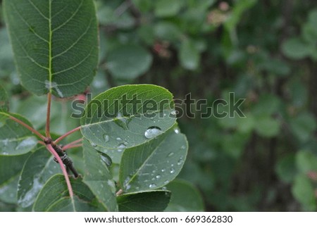 Green bush leaf with raindrops in the summer in the park